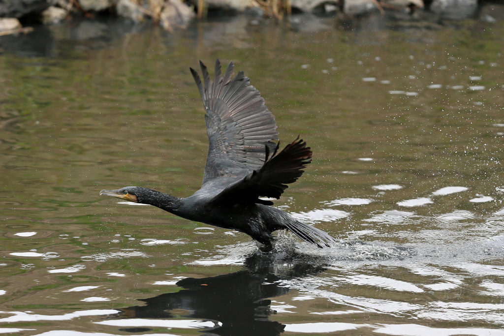 カワウ発進その3
