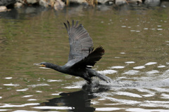 カワウ発進その3