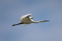 コサギの飛び方その4