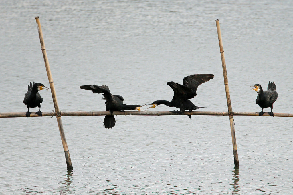 こっちに来るな！