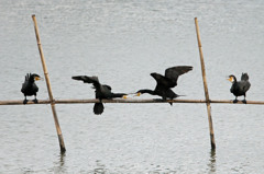 こっちに来るな！