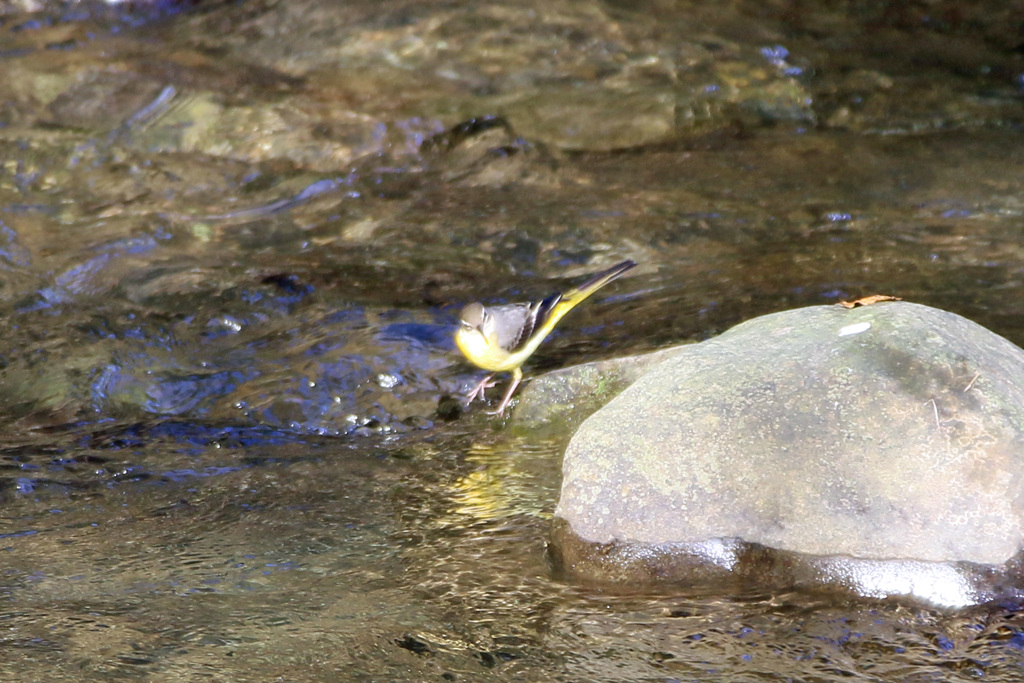 キセキレイ発見