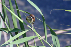 なにくわえてるの