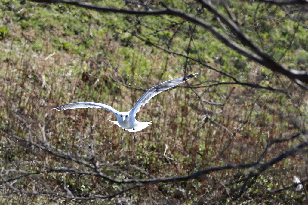 あ！枝にぶつかる
