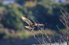 ノスリ飛ぶ