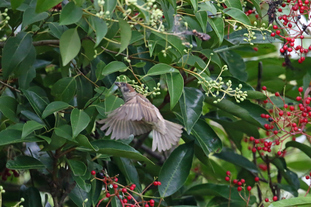 スズメホバリング