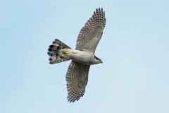 オオタカの飛び方その4