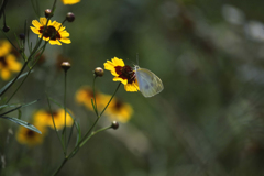 ハネがすけてるよ