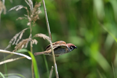 スズメ飛び出し