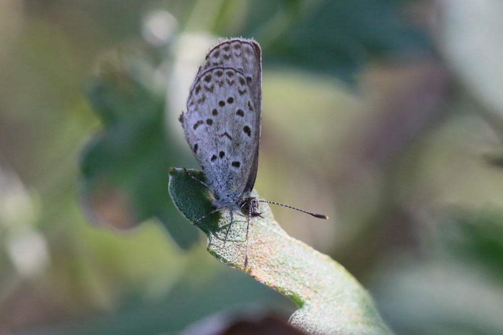 スポットライト