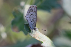 スポットライト