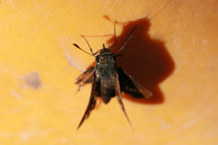 柿じゃないよセンメンキ