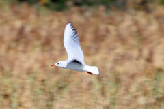 ユリカモメ流し撮り