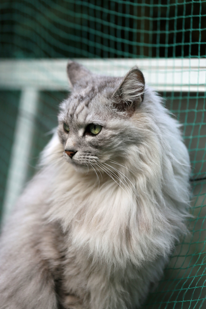 お澄ましポーズ