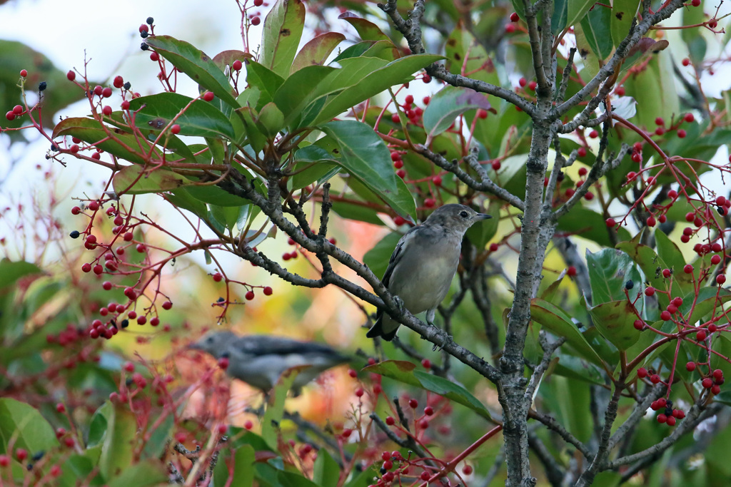 後ろにコムクドリ♂います