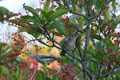 後ろにコムクドリ♂います