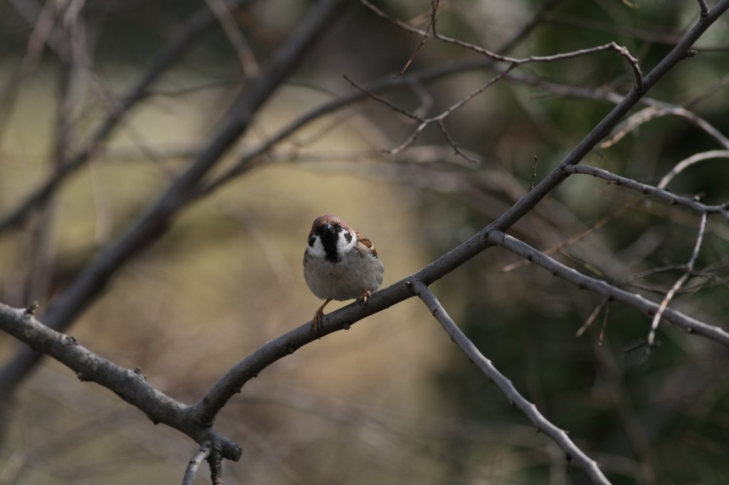 ぼくスズメだけん