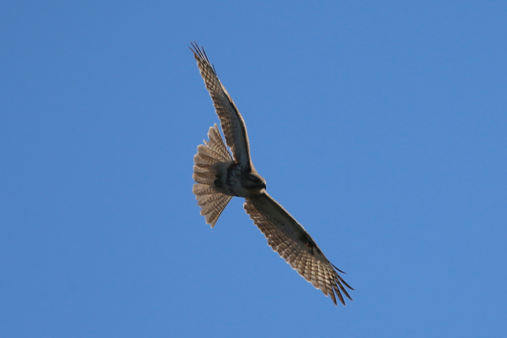 日差しを浴びて