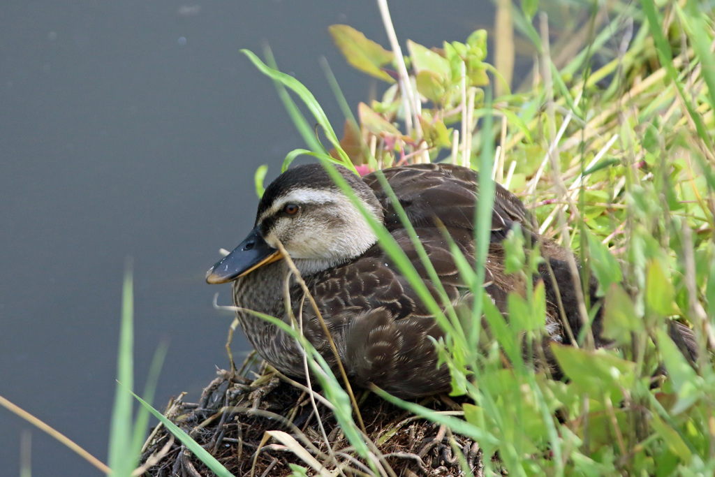 カルガモ雛ポートレート