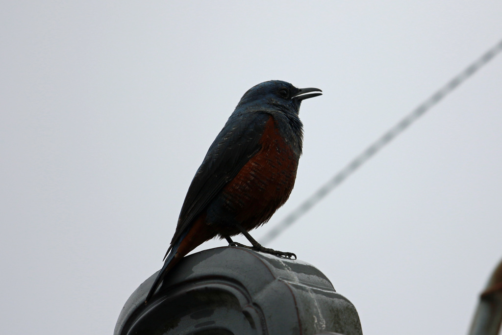 隣の屋根にイソヒヨドリ-2