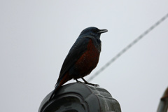 隣の屋根にイソヒヨドリ-2