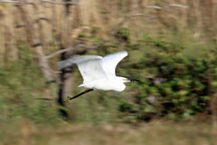 コサギ流し撮り