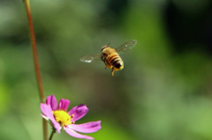 お尻可愛いでしょ