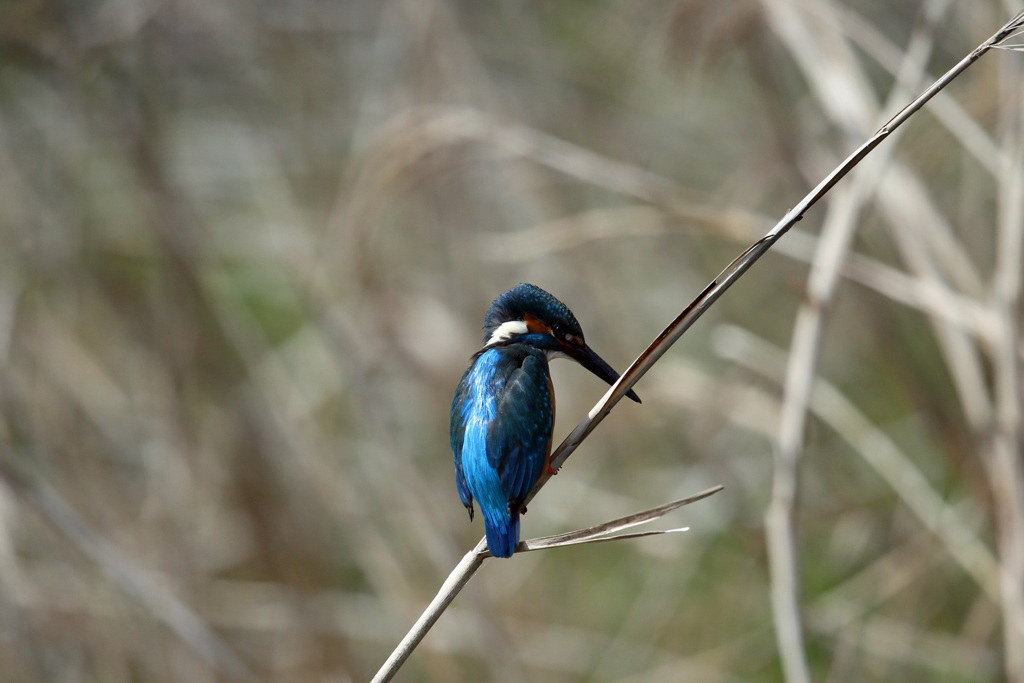 カワセミ定番写真