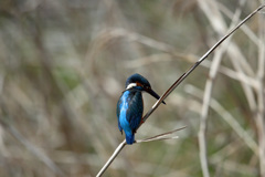 カワセミ定番写真