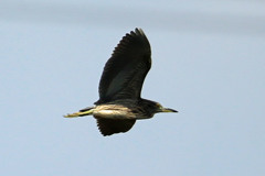 青空とゴイサギ幼鳥