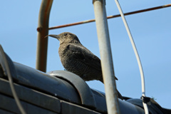 イソヒヨドリ♀発見