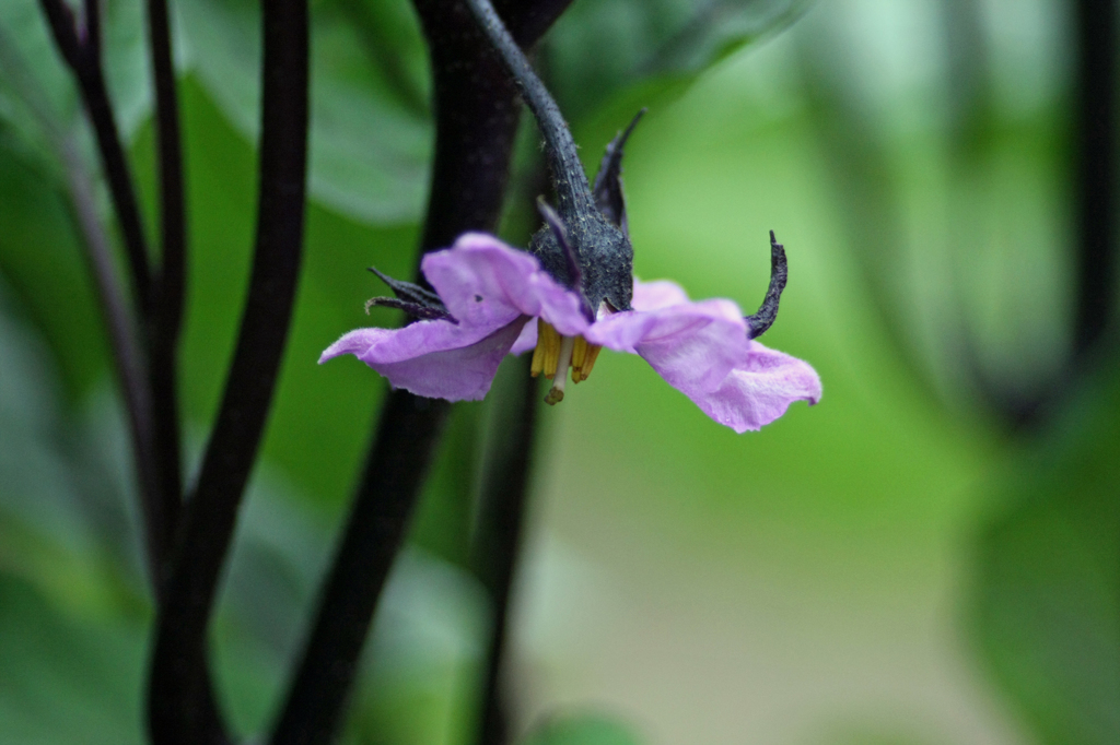 もうすぐ食べられる