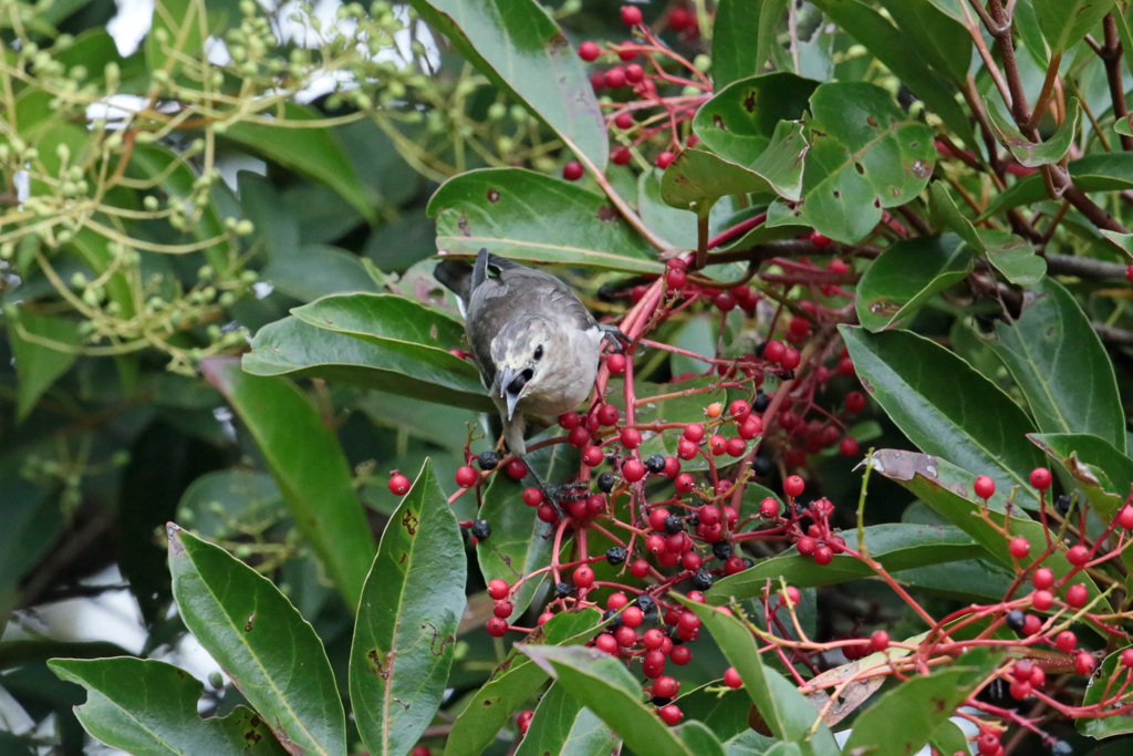 お食事シリーズ-7