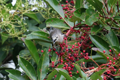 お食事シリーズ-7