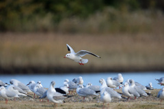 ユリカモメいっぱい