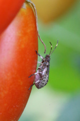 よく見る足八本？