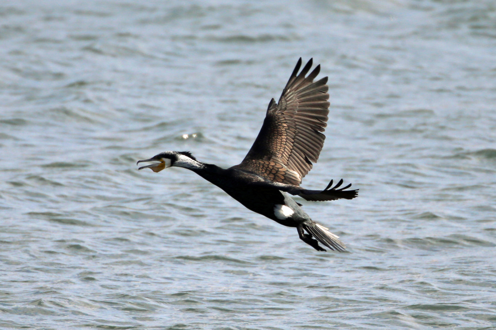 口開けて飛んでます