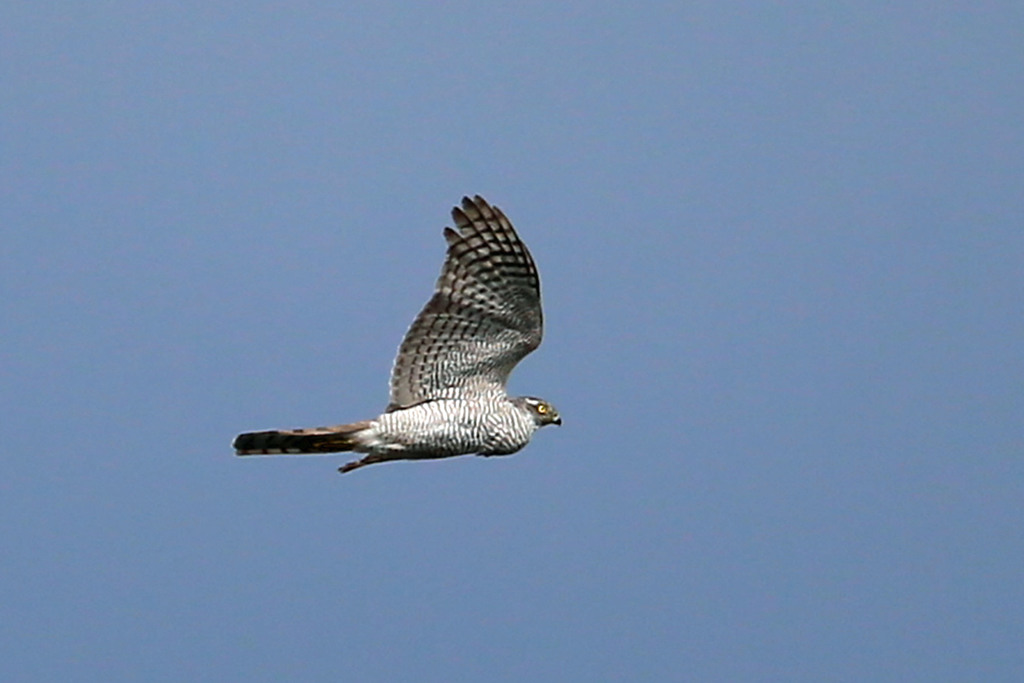 青空とハイタカ