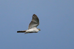 青空とハイタカ