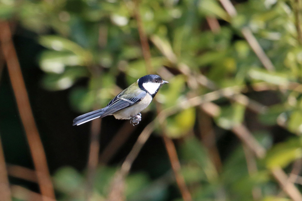 心霊写真枝がない