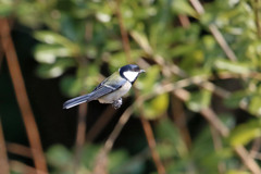 心霊写真枝がない