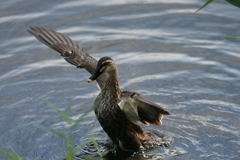 カルガモポーズ-2