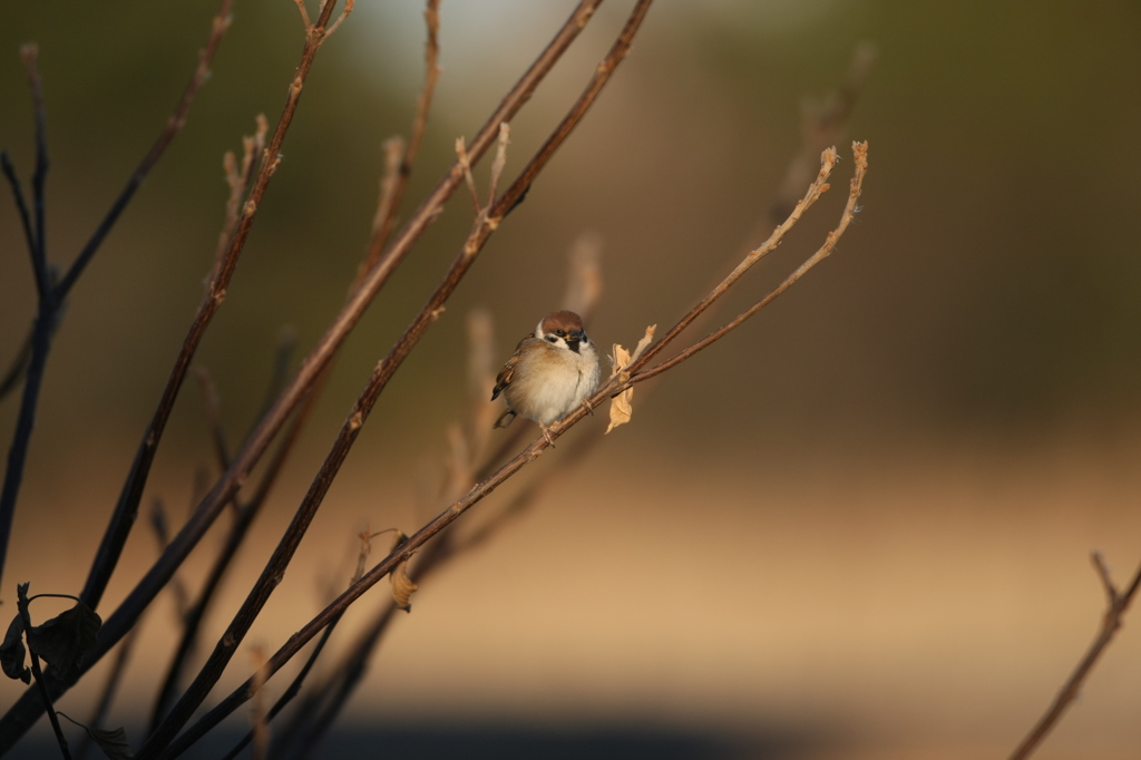 今日は寒いけん