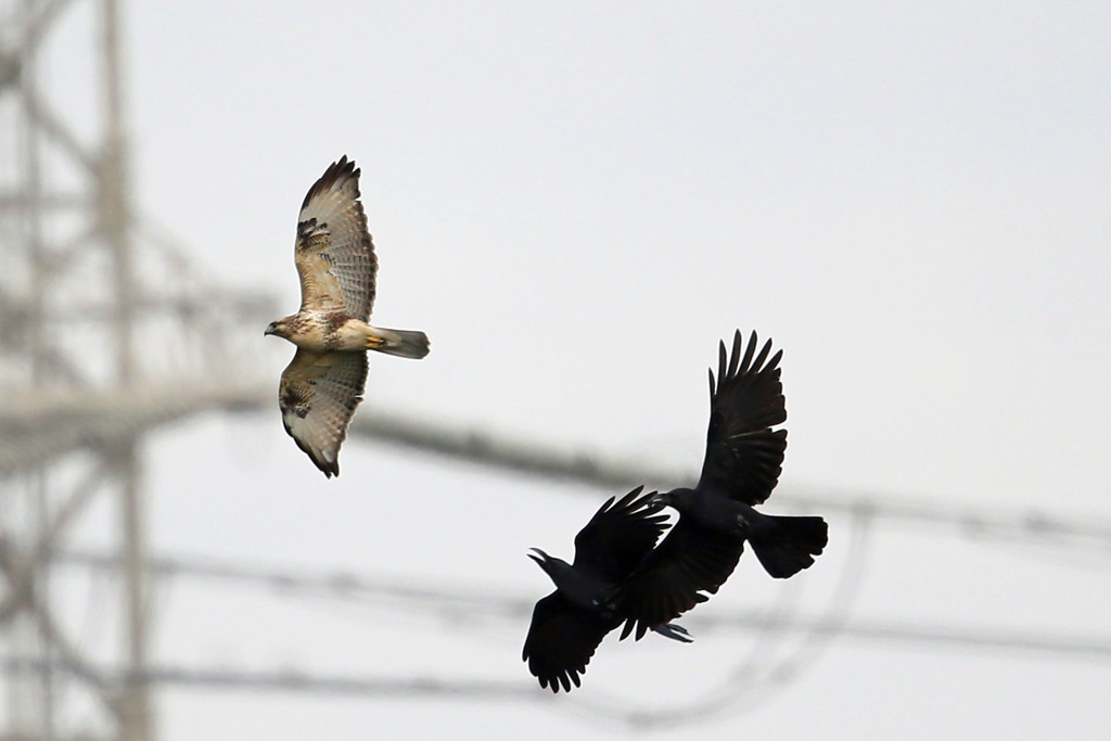 カラスの包囲網