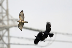 カラスの包囲網