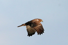 チュウヒの飛び方その2