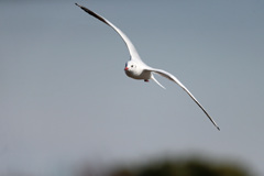 正面シリーズ-2