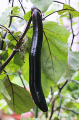 このナス長いでしょ