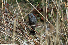 地味なヒヨドリ