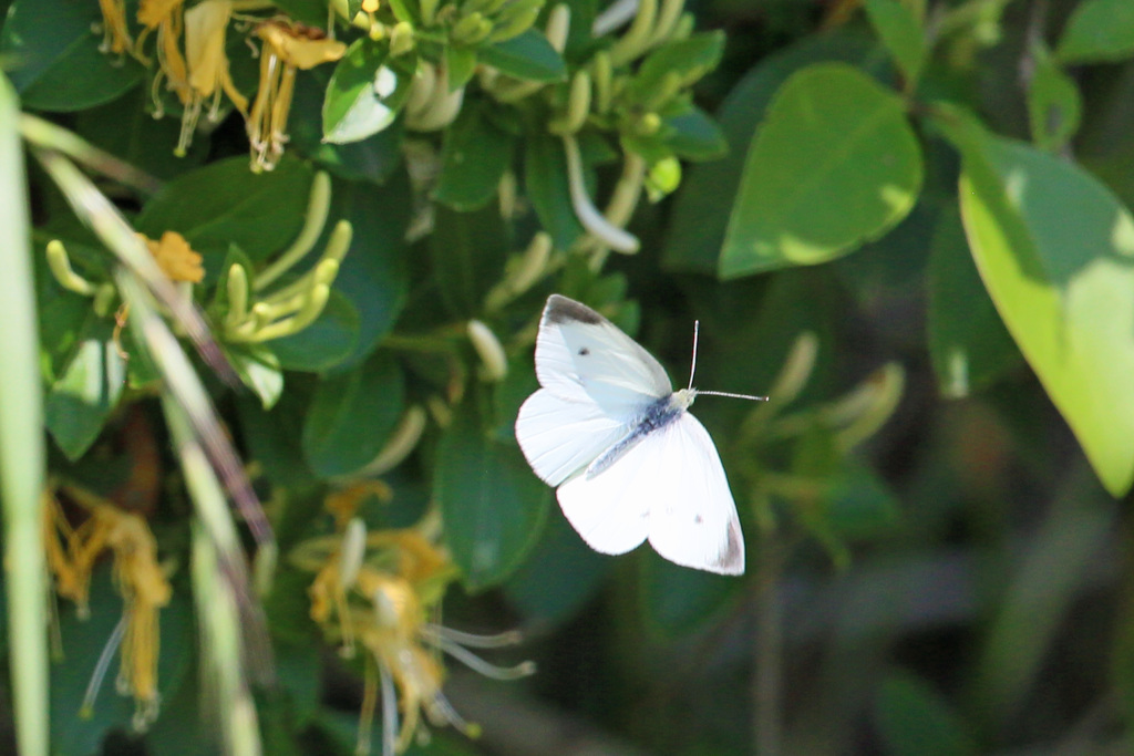 飛んでますよ～